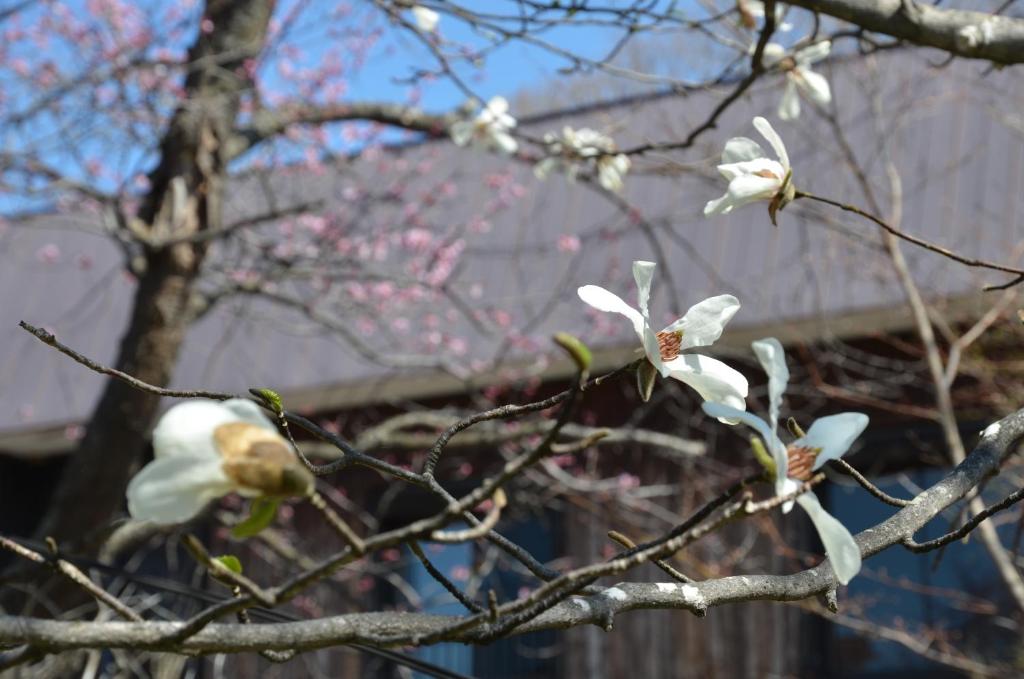 Fotografie z fotogalerie ubytování ARtINn 極寒藝術伝染装置 v destinaci Teshikaga