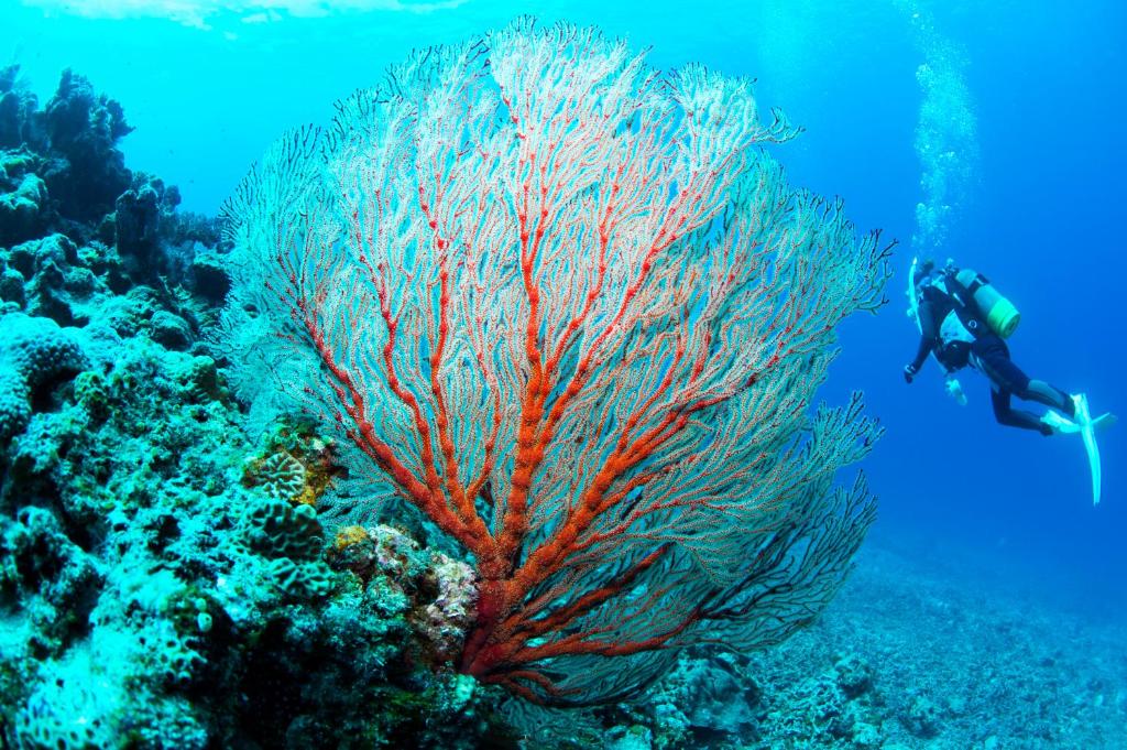 a person swimming in front of a coral reef at Kerama Terrace in Tokashiki