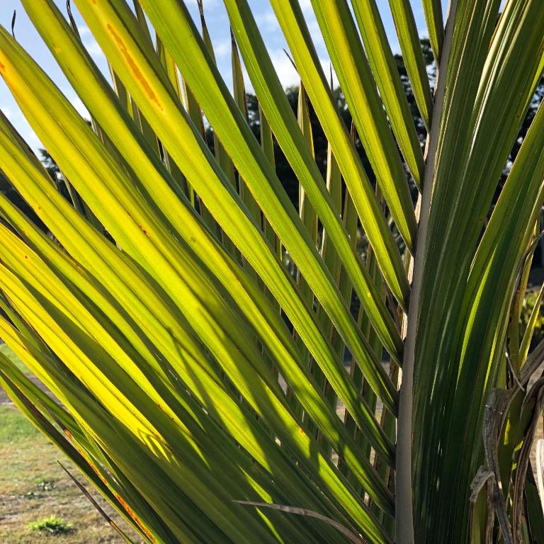 Een tuin van Nikau’s on Palmer