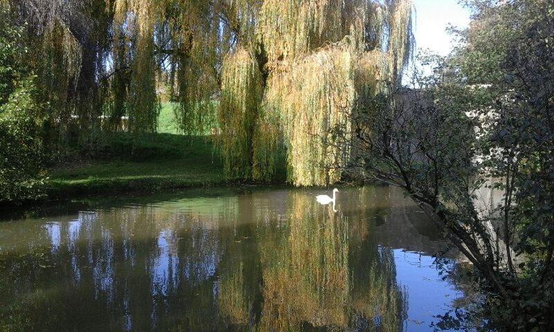 Un estanque con un cisne en el medio. en Le Clos des Cygnes, en Charolles