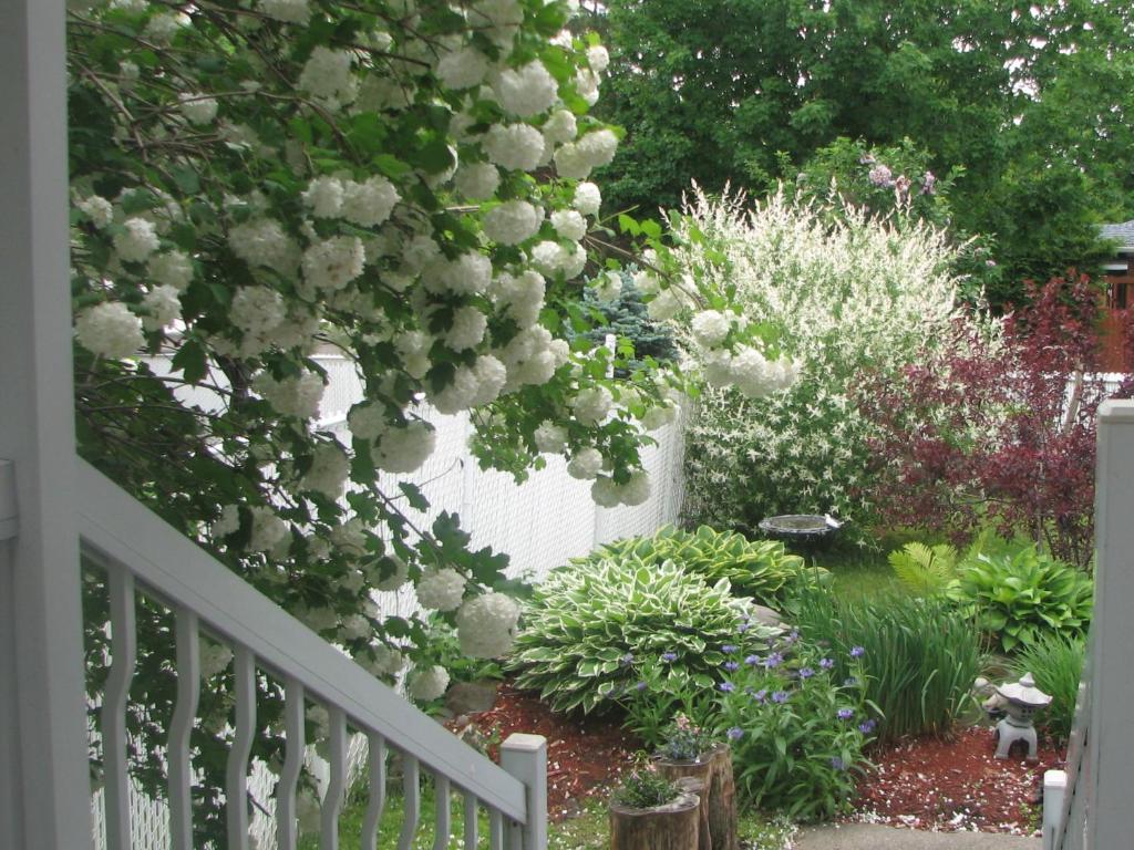 Zahrada ubytování Magnolia B&B