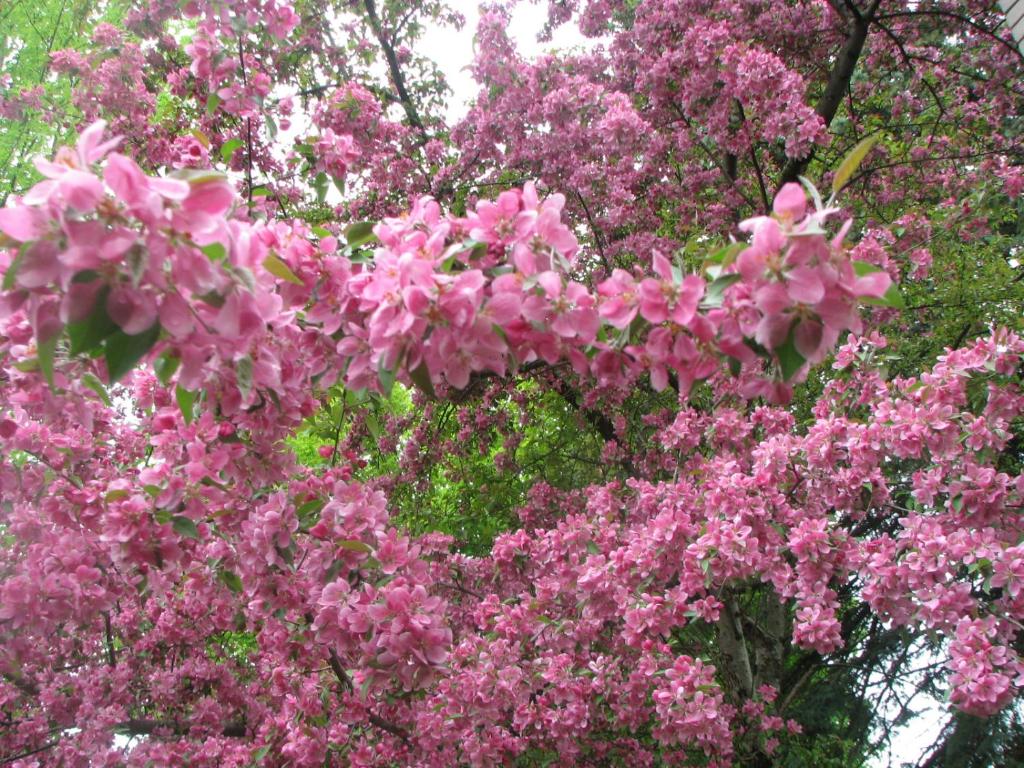 Zahrada ubytování Magnolia B&B