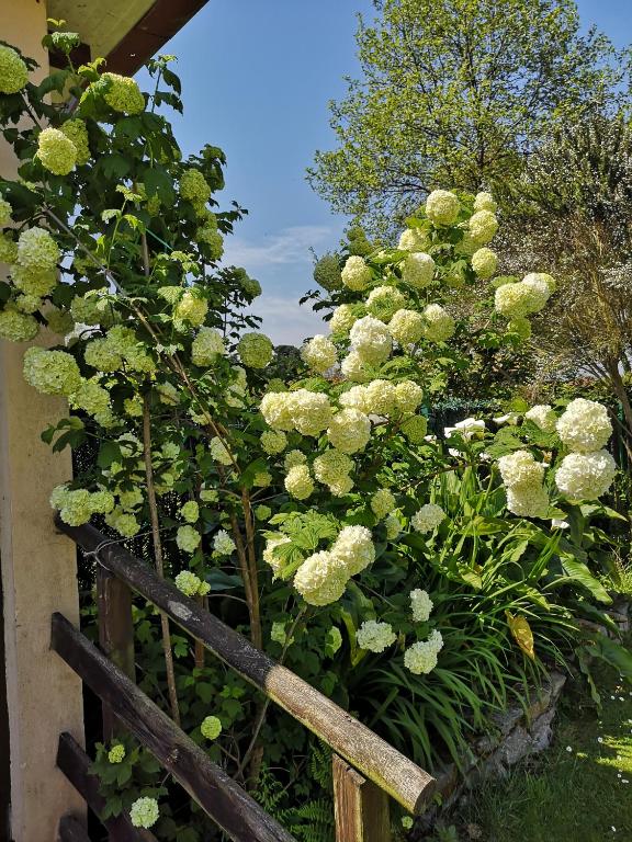 Zahrada ubytování Apartamentos Rurales Villa del Sain Cudillero