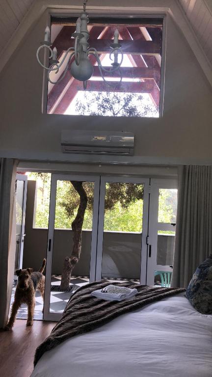 ein Schlafzimmer mit einem Bett und einem Hund mit Blick aus dem Fenster in der Unterkunft Bella Blue Guesthouse in Bloemfontein