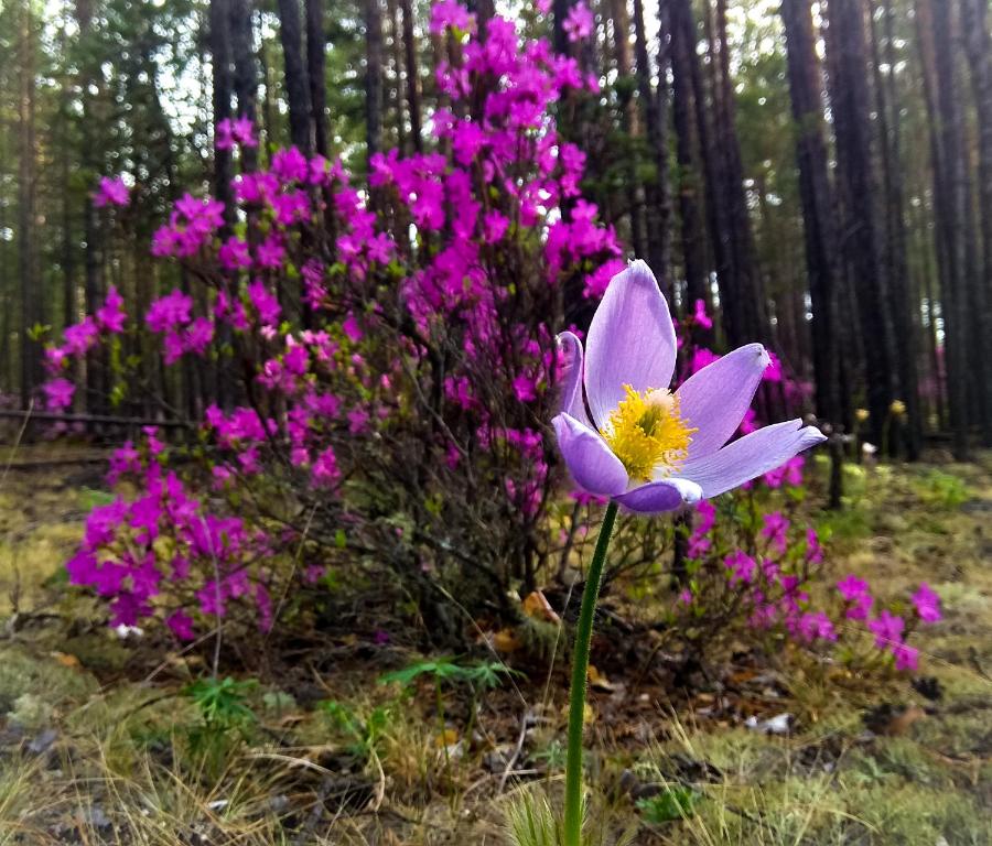 Кемпинг Цветок под Снегом