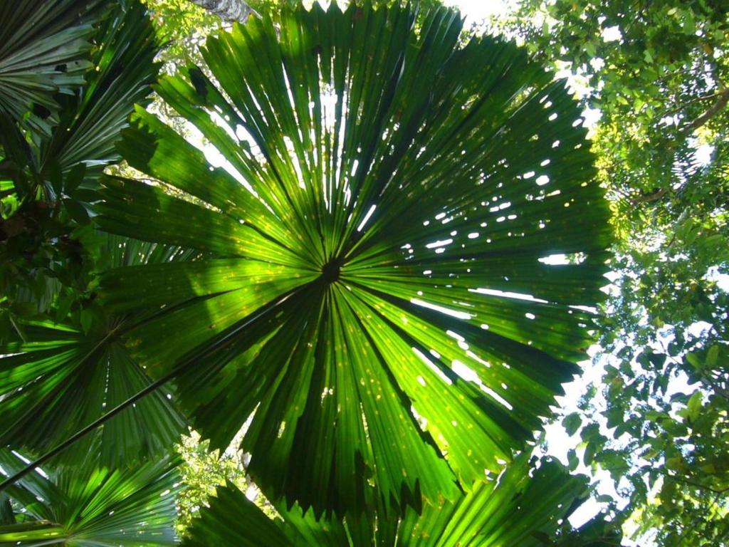Zahrada ubytování Port Douglas Retreat