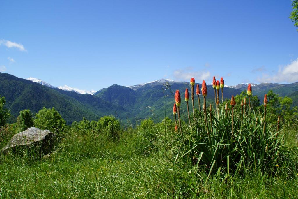a group of red flowers in a field with mountains at Chalets "les gentianes" in Sorgeat