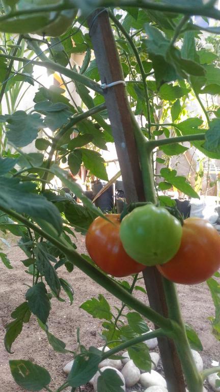  Eco Manguinhos