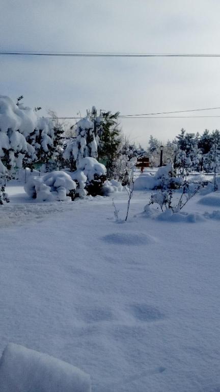 a snow covered field with trees and bushes at Montalto in Dina Huapi