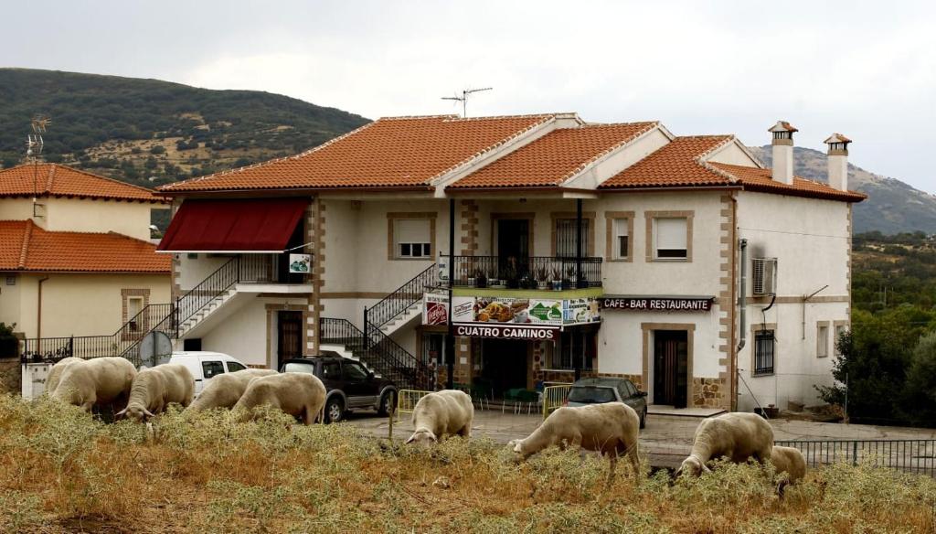 un rebaño de ovejas pastando frente a un edificio en Alojamiento CR Cuatro Caminos en San Pablo de los Montes