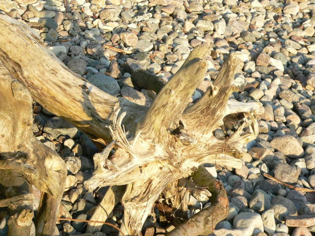 una rama de árbol sobre una pila de rocas en Bungalow Nr_ 7 _ 8, en Binz