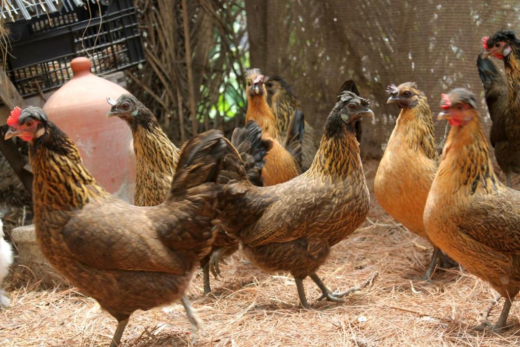 Rivendell Eco lodge - 11