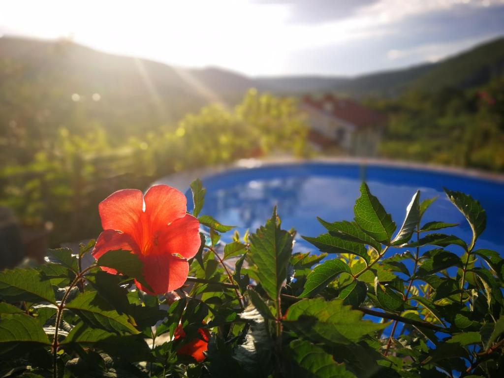 uma flor vermelha sobre uma planta com o sol no fundo em VILLA ČEH em Gabrovica pri Črnem Kalu