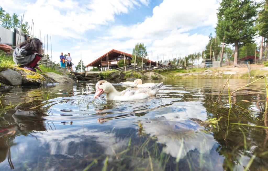 single klubb i fauske