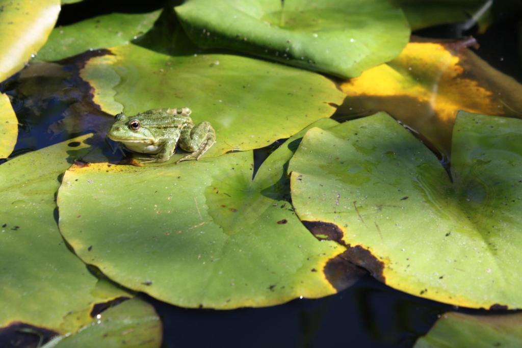 a frog sitting on top of a green leaf at les agnates in Flagey-Échézeaux