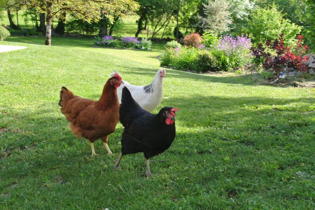 two chickens standing in the grass in a yard at Chambre d&#39;hôtes Au jardin de la Bachellerie in La Bachellerie
