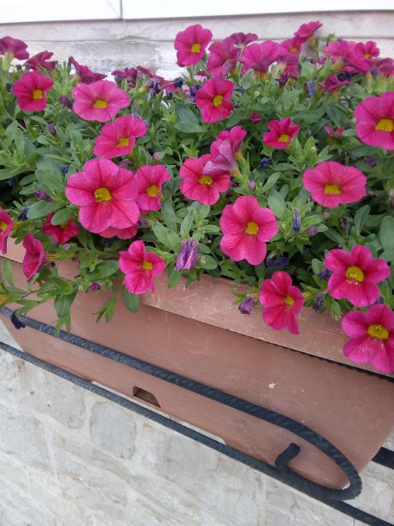 A garden outside Trulletto dei sogni