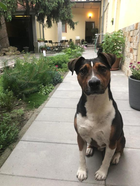 Domácí mazlíčci ubytovaní s hosty v ubytování Margaréta Garden & SPA