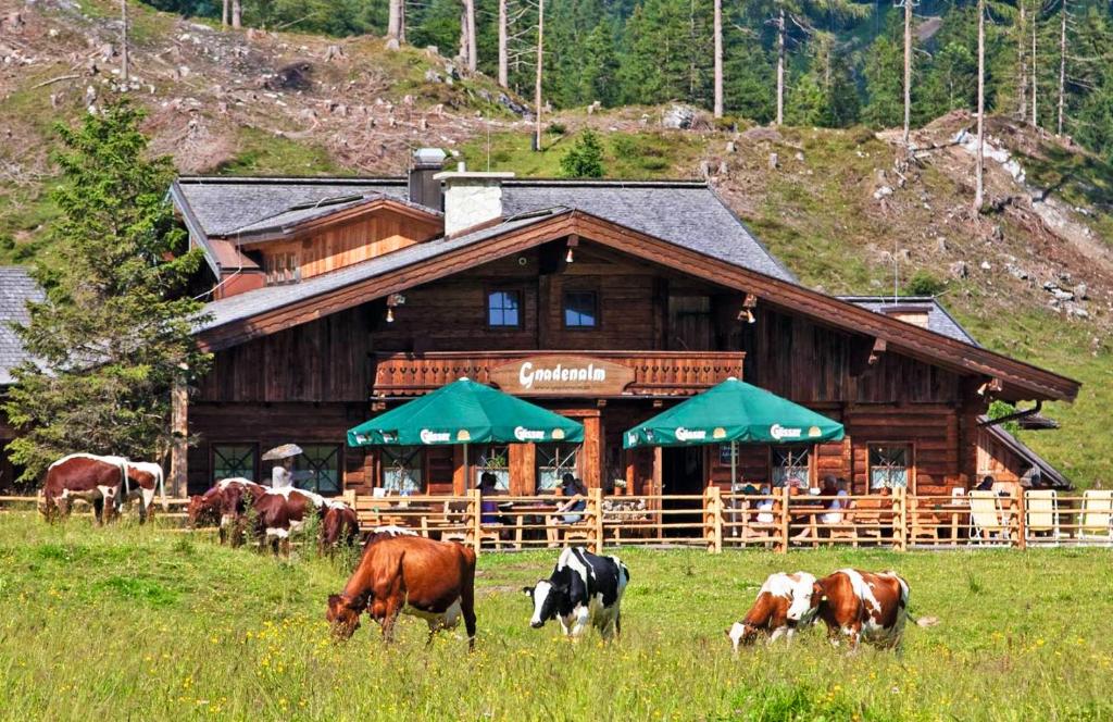 a herd of cows grazing in a field in front of a building at Appartement Gnadenalm in Obertauern