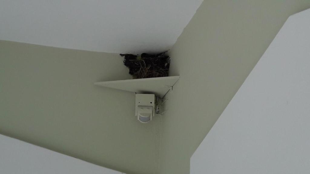 a bird nest in the corner of a ceiling at STERNES house in Agios Leon