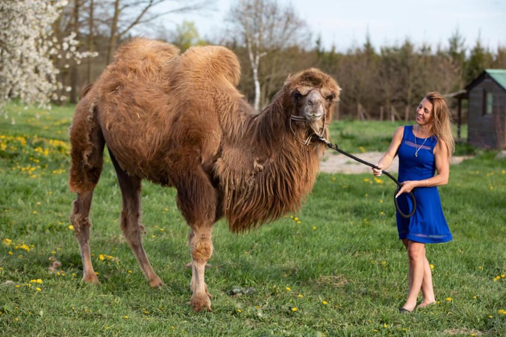 Zvířata v hotelu nebo okolí