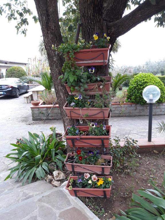 Zahrada ubytování La Camelia B&B