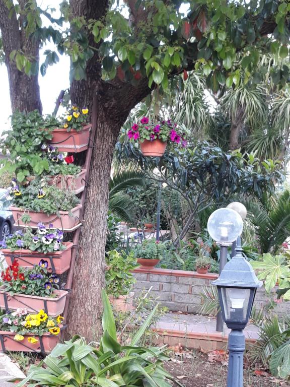 Zahrada ubytování La Camelia B&B