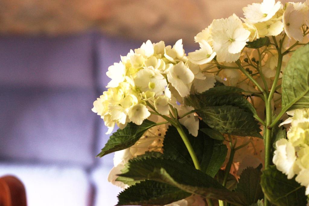 un ramo de flores blancas en un jarrón en Apartamentos El Cruce de Moratón, en Cóbreces