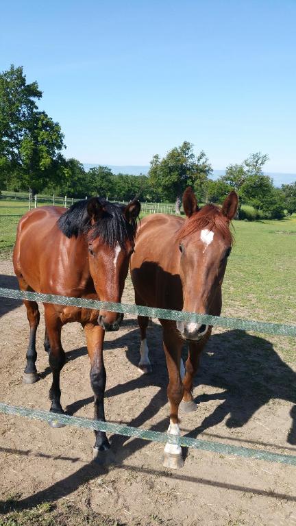 dos caballos marrones parados junto a una valla en le bungalow au fond du jardin, en Valeilles