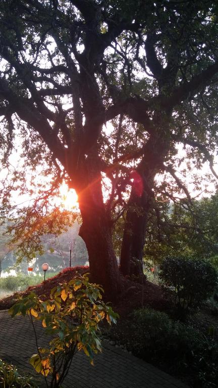 un gran árbol con el sol brillando a través de él en Tatenda Guest House, en Hazyview