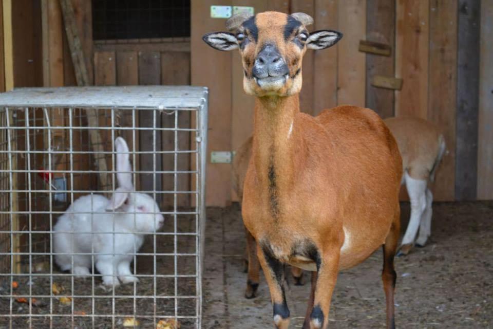 Animales en el bed & breakfast o alrededores