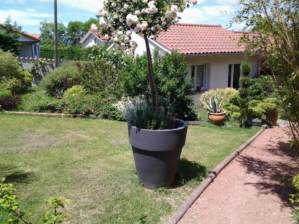 een grote pot met een boom in een tuin bij Érable Pourpre in Saint-Georges-Haute-Ville
