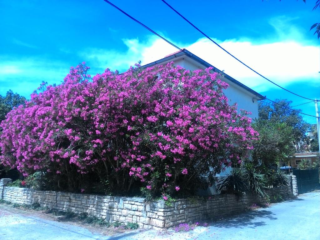 a large bush of purple flowers on a wall at Apartments Prisnac in Pakoštane