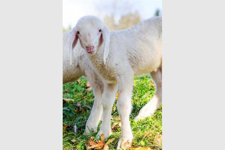 Altri animali domestici presso l'appartamento o nei dintorni