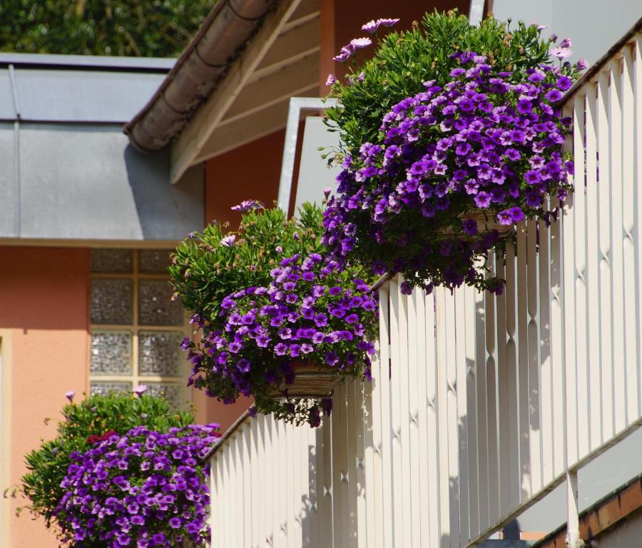 Zahrada ubytování Hotel Morgensonne