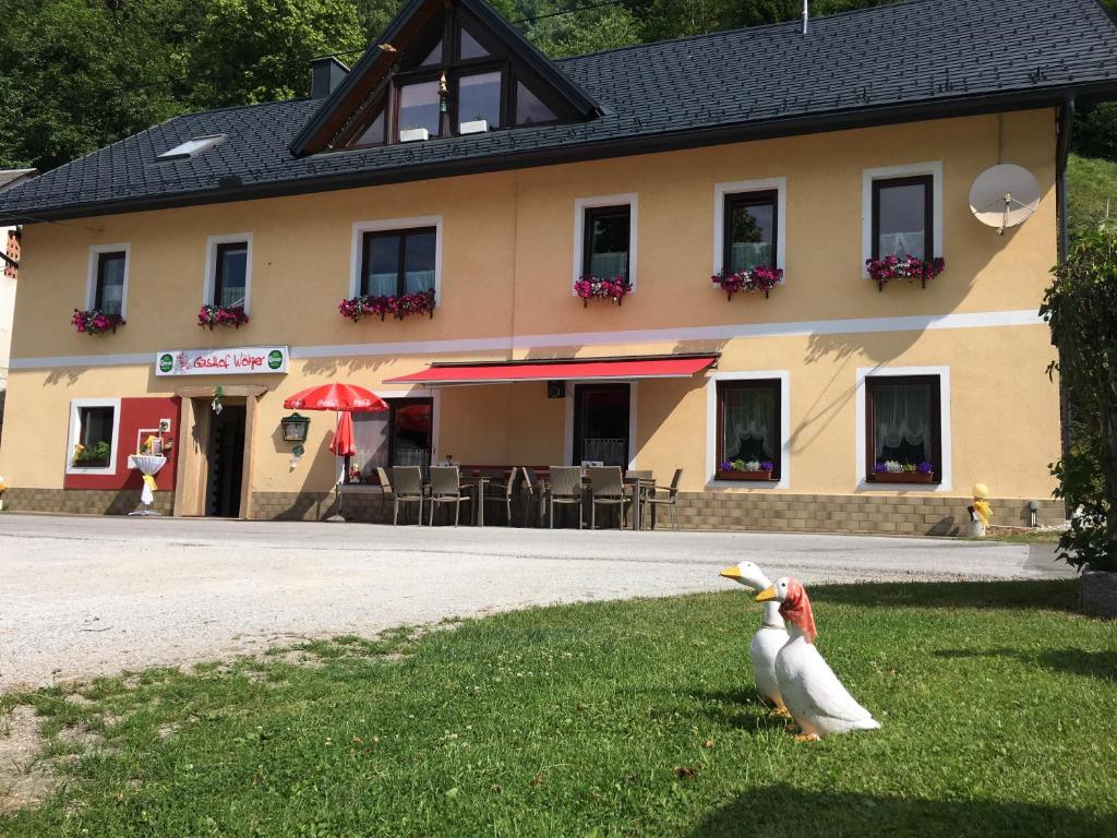 two ducks standing in the grass in front of a building at Gasthof Wölger in Admont