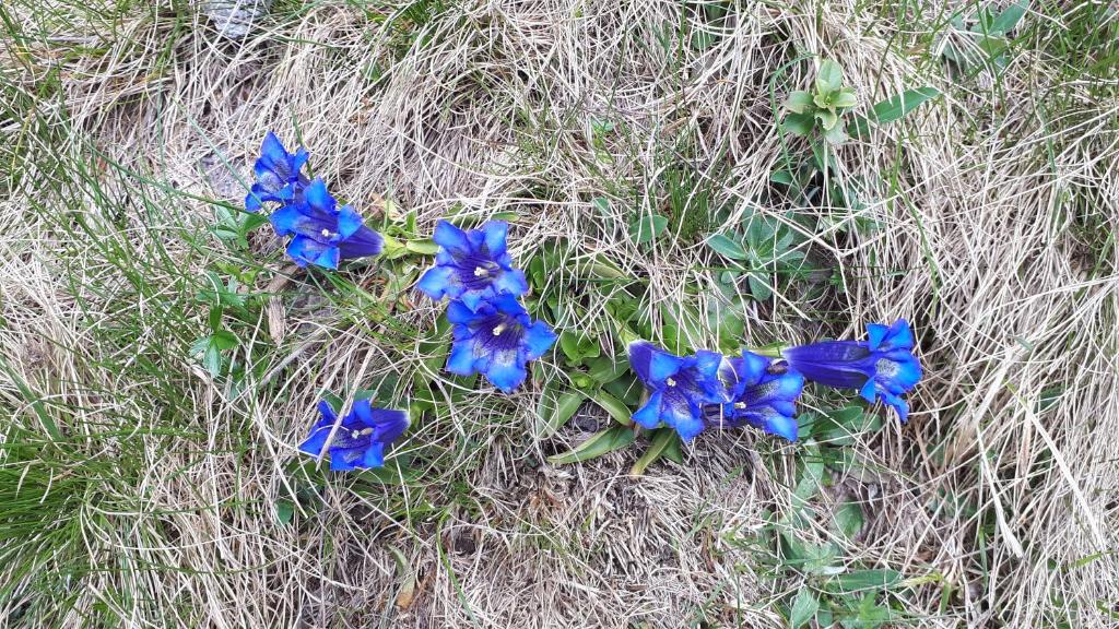 Gallery image of B&B Schlossar Haus in Sappada