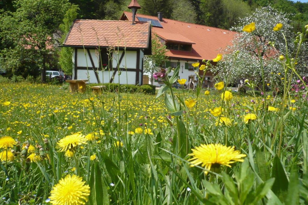 a field of yellow flowers in front of a house at Biohof Schad in Eisenbach