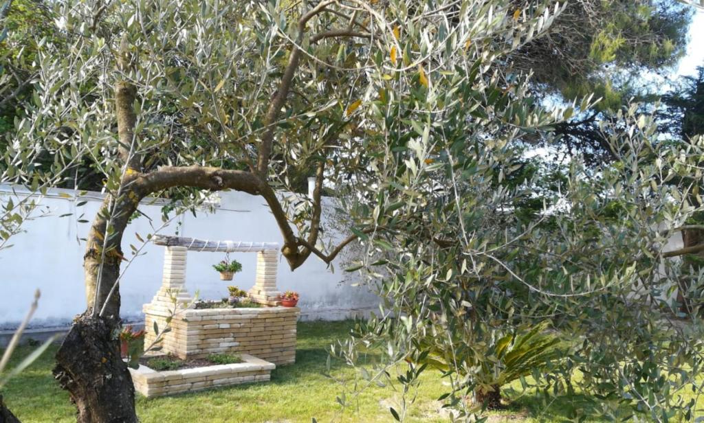 A garden outside Perla del Salento