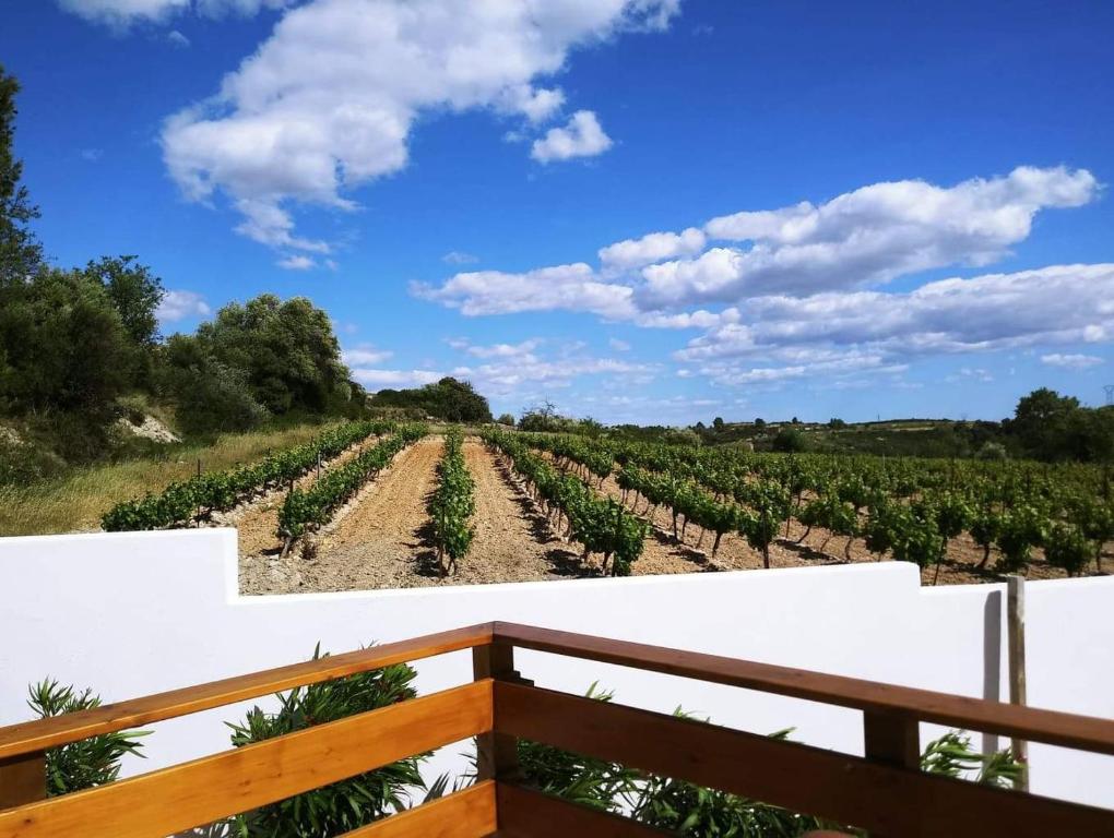 Causses-et-VeyranにあるVacance de Reveの木製のベンチからブドウ畑の景色を望めます。