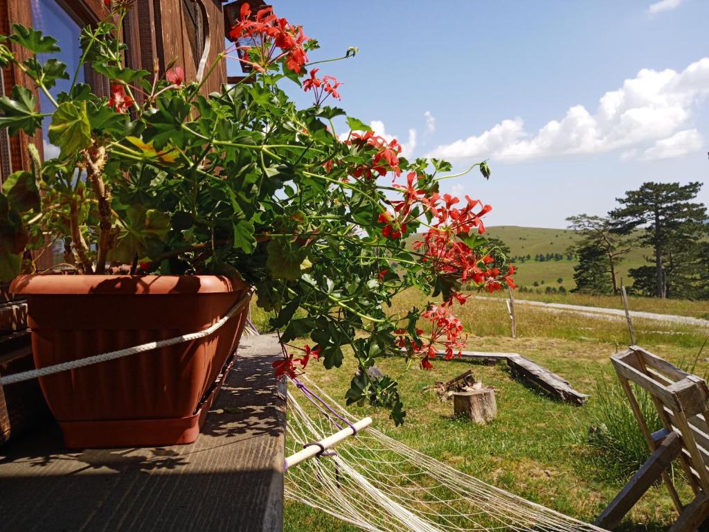 a potted plant sitting on the side of a house at Planinarski dom "Tornik" Zlatibor in Ribnica
