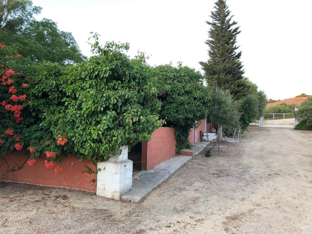 メディナ・シドニアにあるTranquila Casa de Campo cerca de Chiclanaの煉瓦の壁の横の木並木