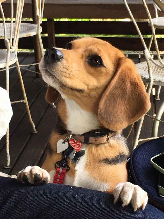 a brown and white dog sitting on a chair at Ryokan Nakadaya in Tokyo
