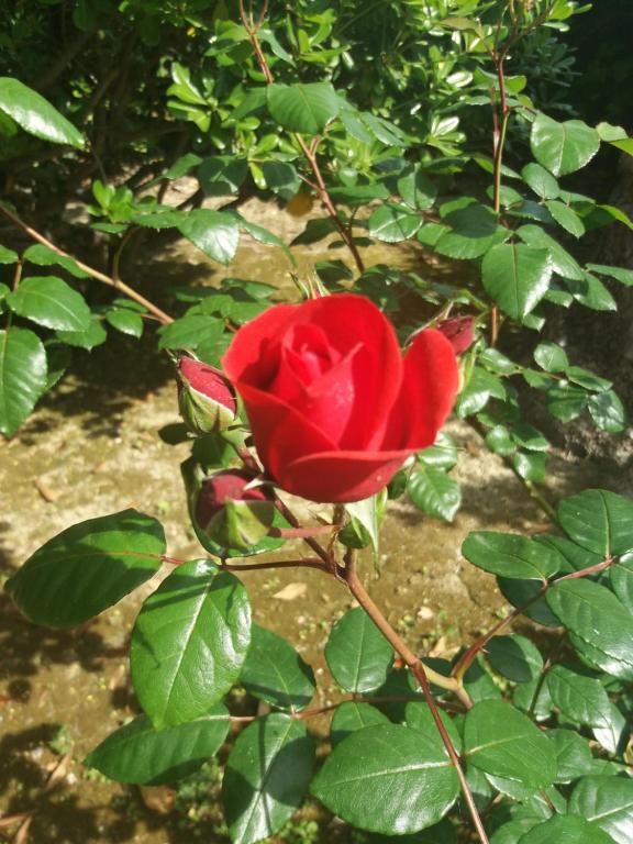 Ogród w obiekcie Giardino delle rose