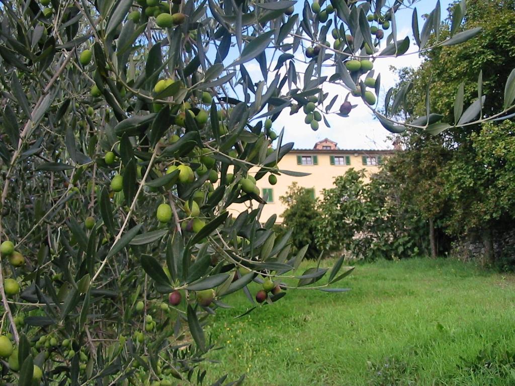 Zahrada ubytování Hotel Relais Palazzo di Luglio