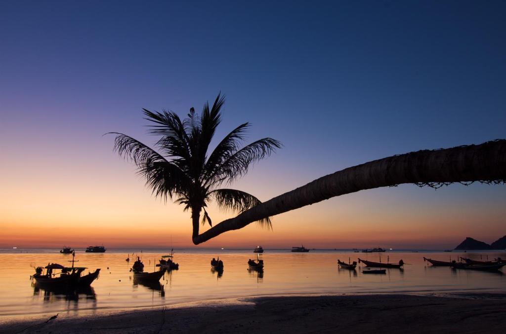 a palm tree and a group of birds on a beach at Lotus Paradise Resort - SHA PLUS in Ko Tao
