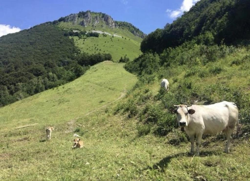 Zvířata v hotelu nebo okolí