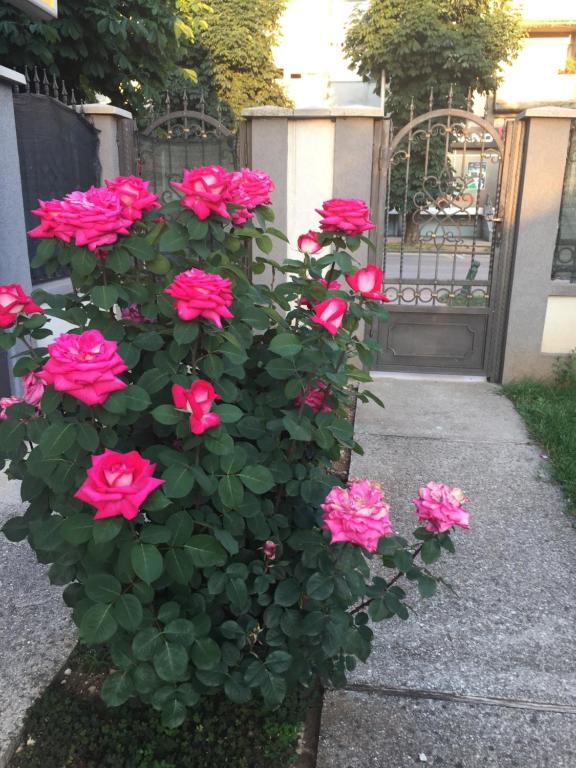 Apartments Premović Nikšić - 2