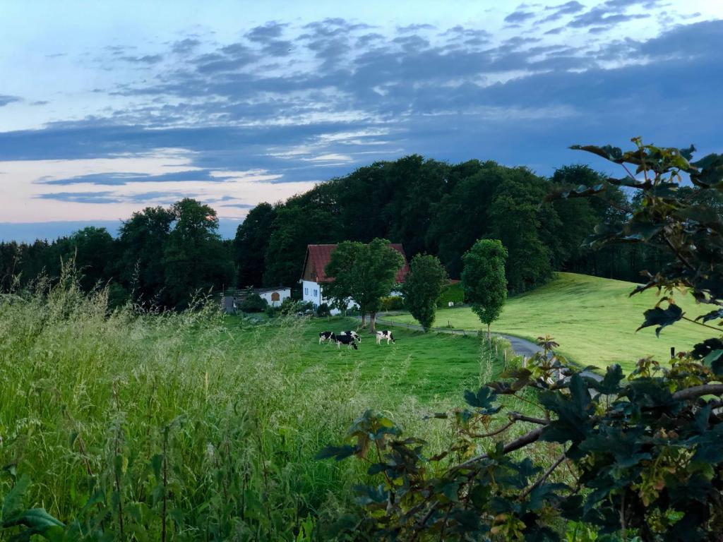 a group of cows grazing in a grassy field at 4-Zimmer Apartment auf Resthof in Halver