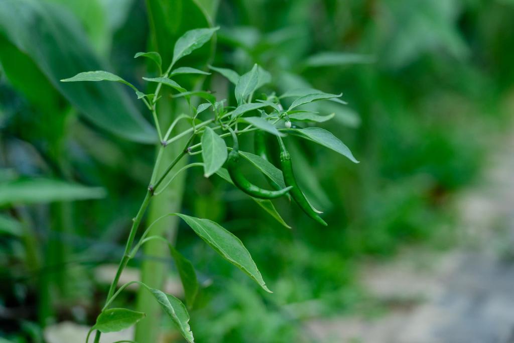 Aryana Boutique Hotel - 15